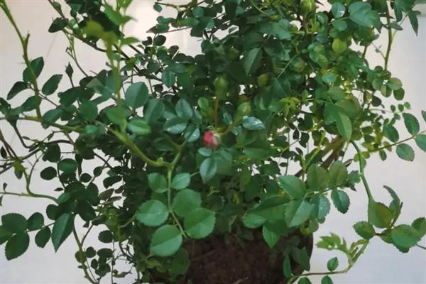 蔷薇秋季的扦插方法,扦插完要为其浇灌一次水分