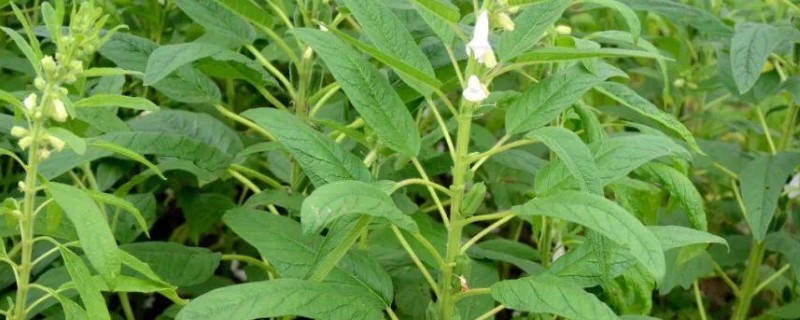 芝麻的常见病害与防治方法，常见的有立枯病和根腐病等
