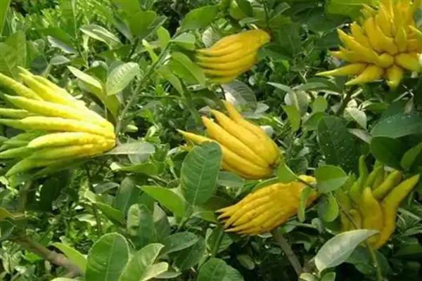 佛手怎么养殖,每天提供4小时左右的光照