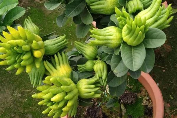 佛手怎么养殖,每天提供4小时左右的光照