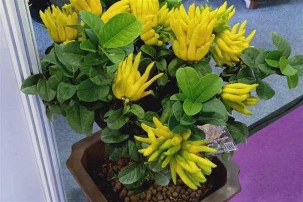 佛手怎么养殖,每天提供4小时左右的光照