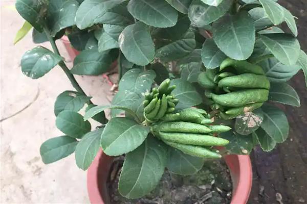 佛手怎么养殖,每天提供4小时左右的光照