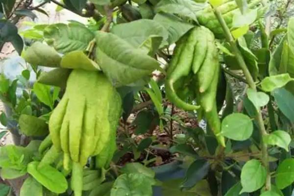 佛手怎么养殖,每天提供4小时左右的光照