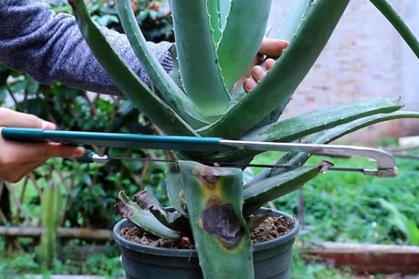 芦荟太高了怎么截断，从根部往上20公分的位置截断