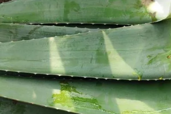 芦荟太高了怎么截断，从根部往上20公分的位置截断