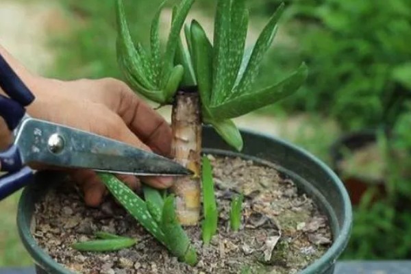 芦荟太高了怎么截断，从根部往上20公分的位置截断