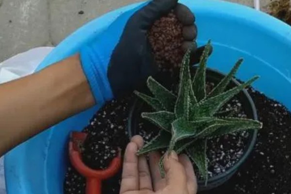 芦荟太高了怎么截断，从根部往上20公分的位置截断