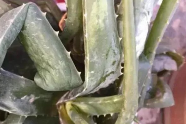 芦荟太高了怎么截断，从根部往上20公分的位置截断