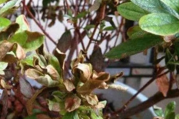 家养杜鹃花萎蔫怎么处理,需要减少光照