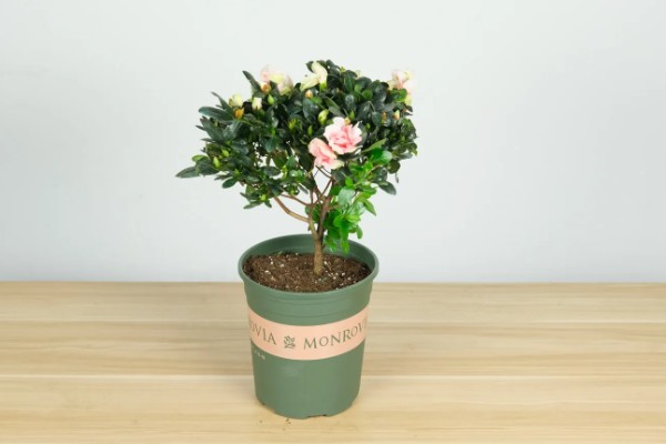 家养杜鹃花萎蔫怎么处理,需要减少光照