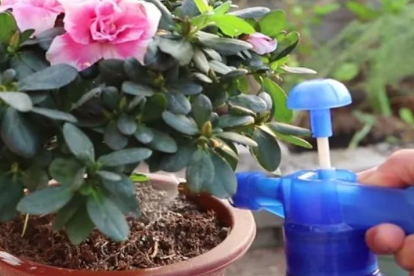 家养杜鹃花萎蔫怎么处理,需要减少光照