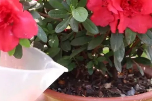 家养杜鹃花萎蔫怎么处理,需要减少光照