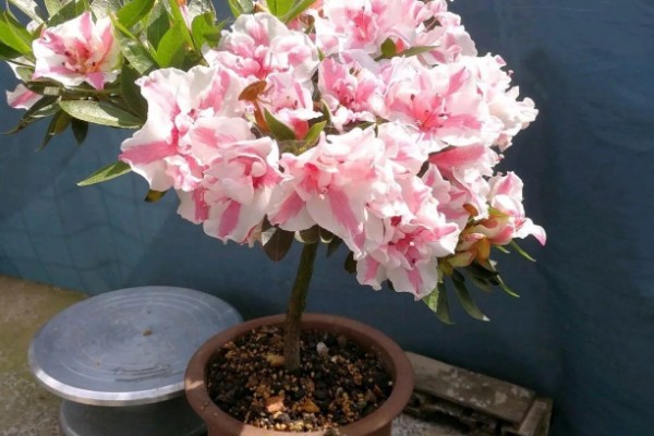 家养杜鹃花萎蔫怎么处理,需要减少光照