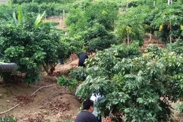 龙眼树的修剪方法，休眠期后可对其进行截枝修剪