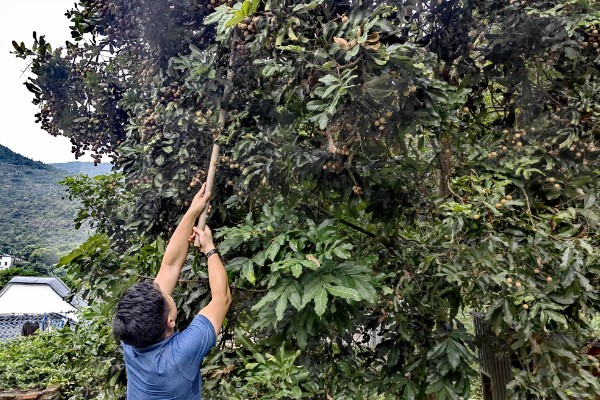 龙眼树的修剪方法，休眠期后可对其进行截枝修剪