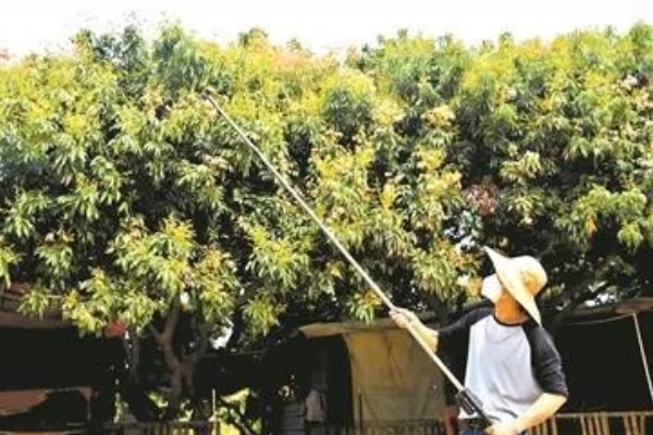 龙眼树的修剪方法，休眠期后可对其进行截枝修剪