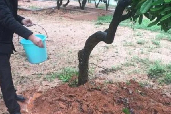 龙眼树的修剪方法，休眠期后可对其进行截枝修剪