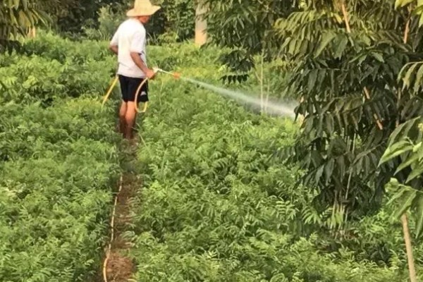 龙眼树的修剪方法，休眠期后可对其进行截枝修剪