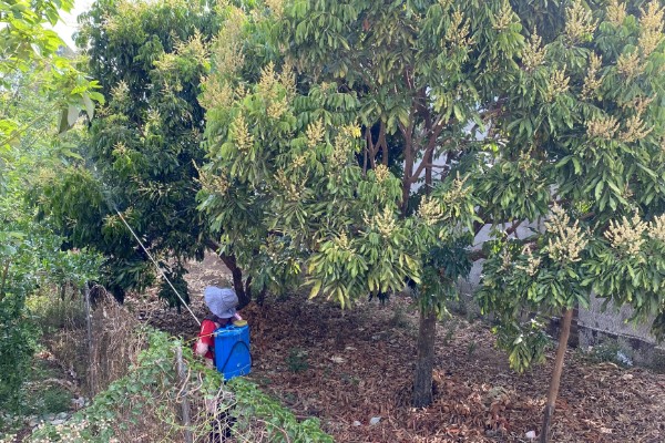 龙眼树的修剪方法，休眠期后可对其进行截枝修剪