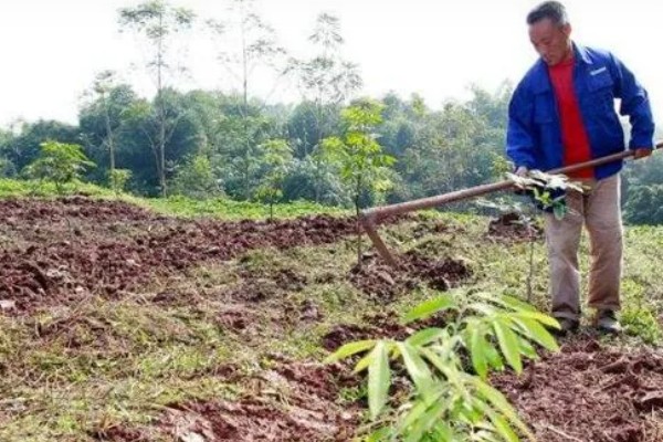 龙眼树的修剪方法，休眠期后可对其进行截枝修剪