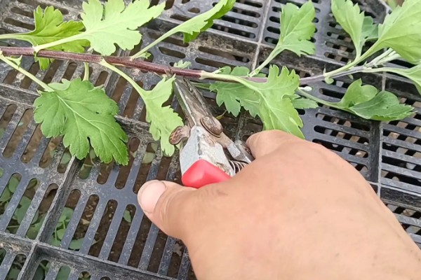 九月菊什么时候扦插，适合在每年的春夏季节进行