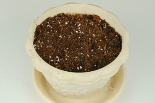 九月菊什么时候扦插，适合在每年的春夏季节进行