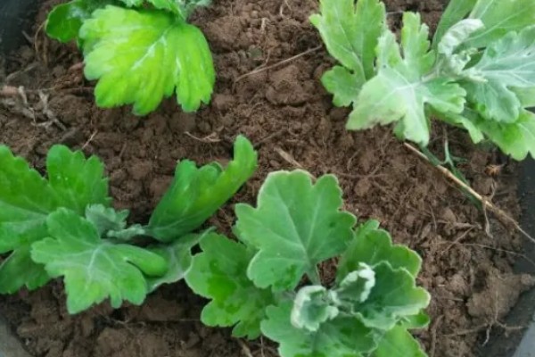 九月菊什么时候扦插，适合在每年的春夏季节进行