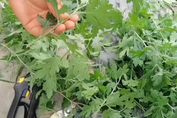 九月菊什么时候扦插，适合在每年的春夏季节进行