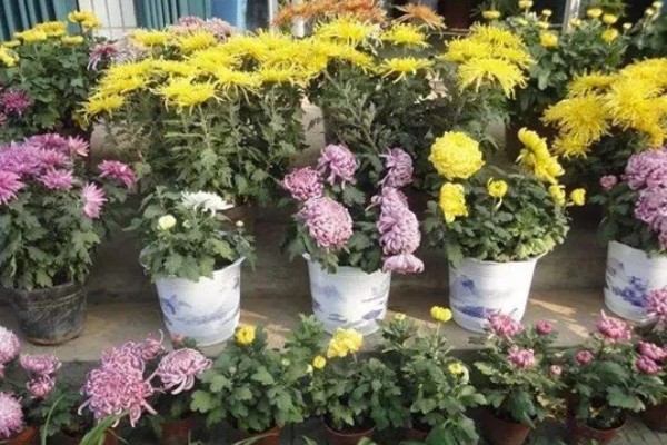 九月菊什么时候扦插，适合在每年的春夏季节进行