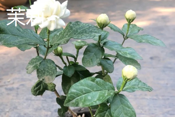 不耐寒的花卉品种,常见的有茉莉、蓝雪花等