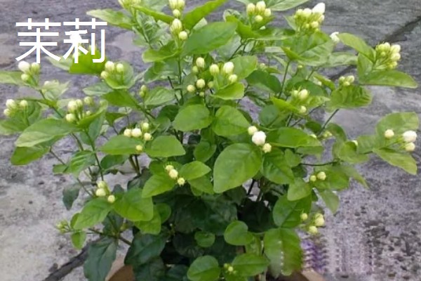 不耐寒的花卉品种,常见的有茉莉、蓝雪花等