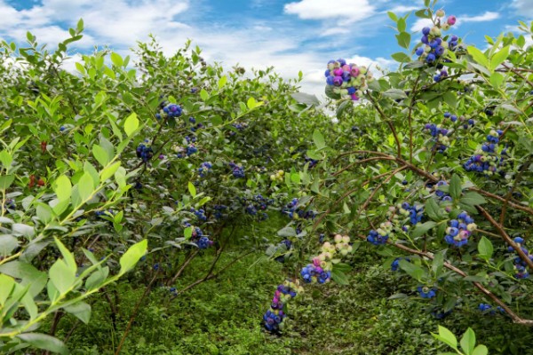 河南省的主要农作物，含水稻、小麦、玉米等