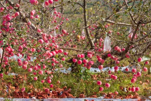 河南省的主要农作物，含水稻、小麦、玉米等
