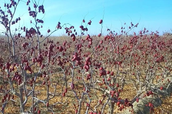河南省的主要农作物，含水稻、小麦、玉米等