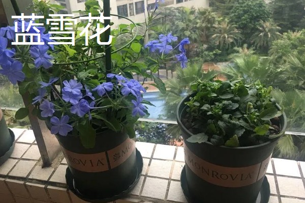 不耐寒的花卉品种,常见的有茉莉、蓝雪花等