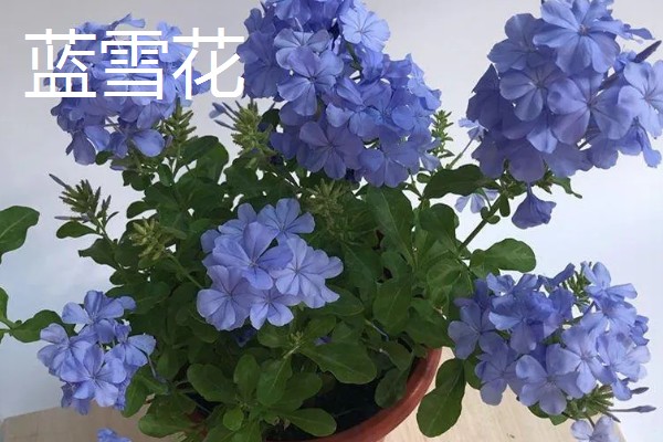 不耐寒的花卉品种,常见的有茉莉、蓝雪花等