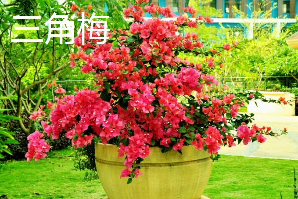 不耐寒的花卉品种,常见的有茉莉、蓝雪花等