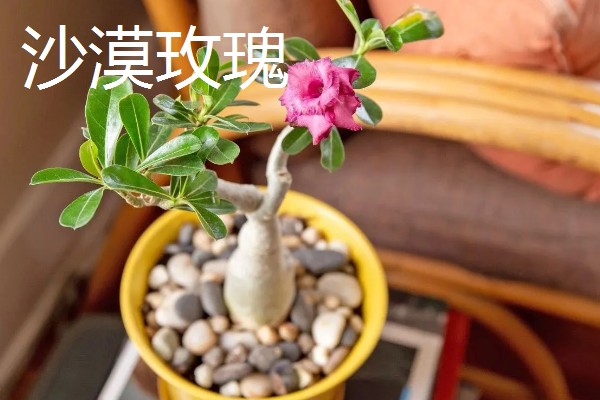 不耐寒的花卉品种,常见的有茉莉、蓝雪花等