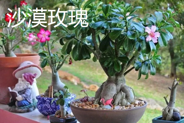 不耐寒的花卉品种,常见的有茉莉、蓝雪花等