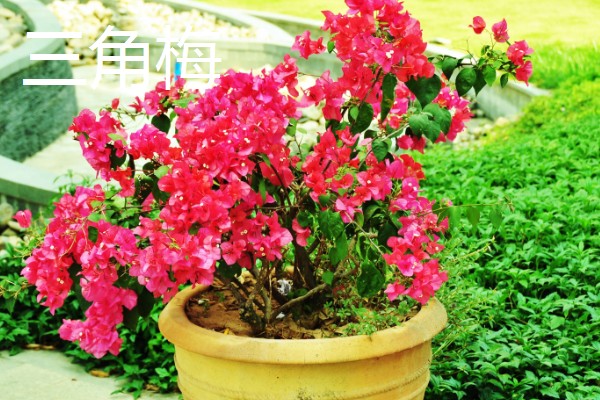 不耐寒的花卉品种,常见的有茉莉、蓝雪花等