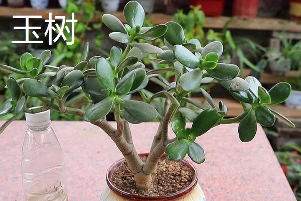 不耐寒的花卉品种,常见的有茉莉、蓝雪花等