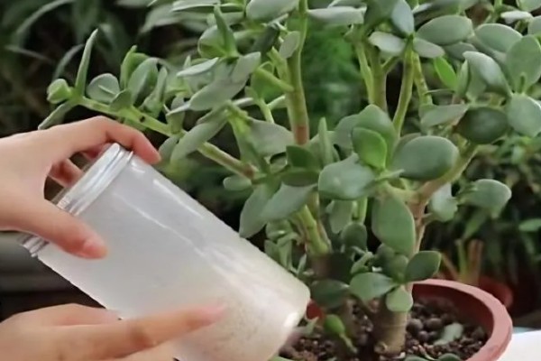 不耐寒的花卉品种,常见的有茉莉、蓝雪花等