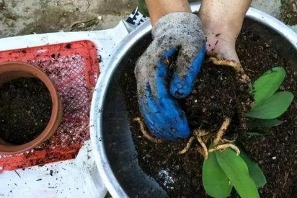 不耐寒的花卉品种,常见的有茉莉、蓝雪花等