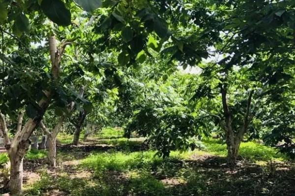 河南省的主要农作物，含水稻、小麦、玉米等