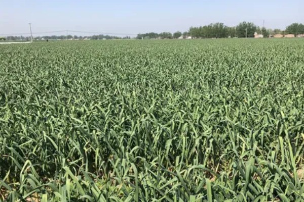 河南省的主要农作物，含水稻、小麦、玉米等