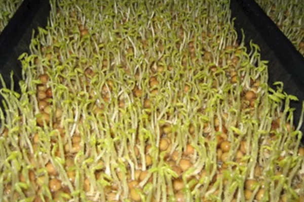 河南省的主要农作物，含水稻、小麦、玉米等