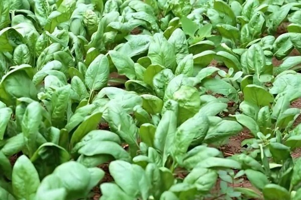 河南省的主要农作物，含水稻、小麦、玉米等