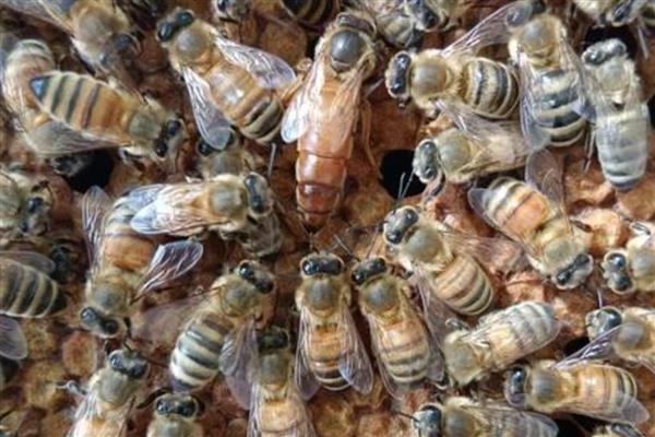 蜜蜂里的黑蜂有什么作用,雄蜂主要负责与蜂王交配