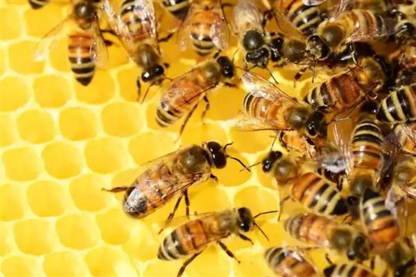 蜜蜂里的黑蜂有什么作用,雄蜂主要负责与蜂王交配