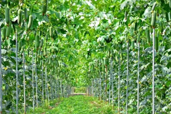 河南省的主要农作物，含水稻、小麦、玉米等